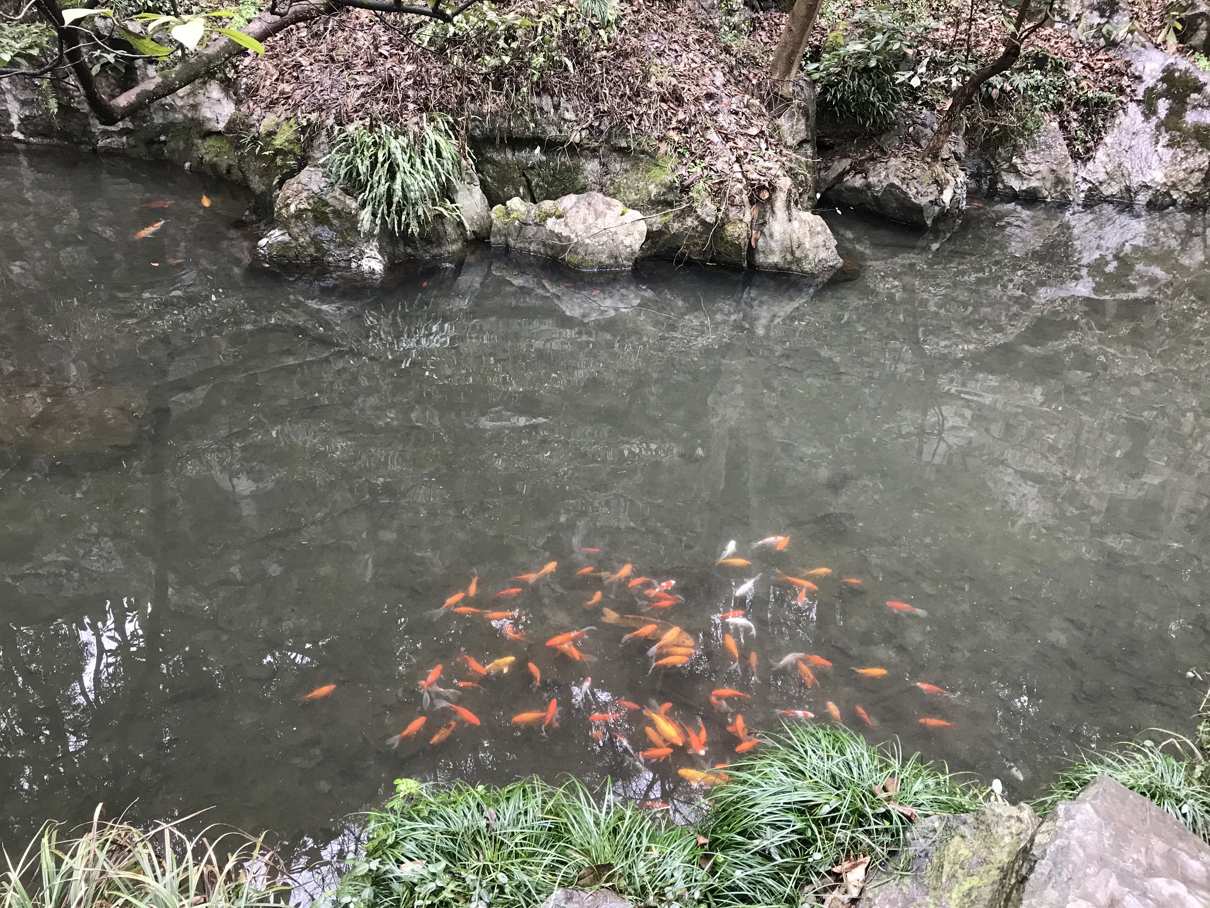 a photo of fish swimming in a river